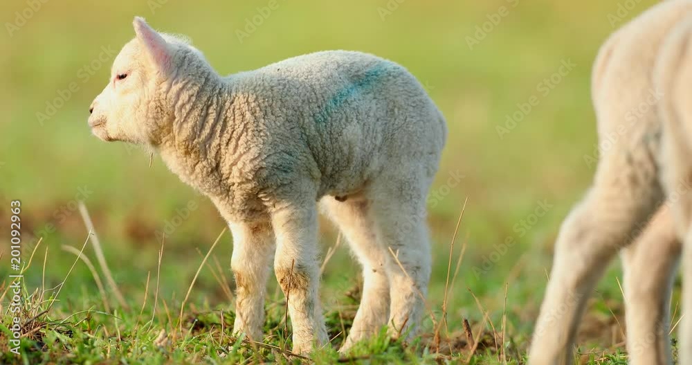 Cute young lambs on pasture, early morning in spring. Cute young lambs on pasture, early morning in spring.