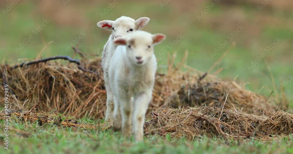 Cute young lambs on pasture, early morning in spring. Cute young lambs on pasture, early morning in spring.