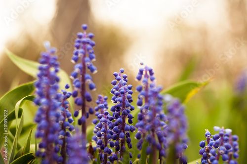 small purple flowers bloom  beautiful background of flowers that grow in the garden