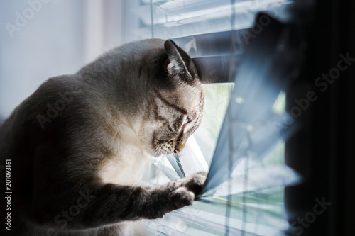 Photography A funny cat that pushes and sees through the window blinds into the yard
