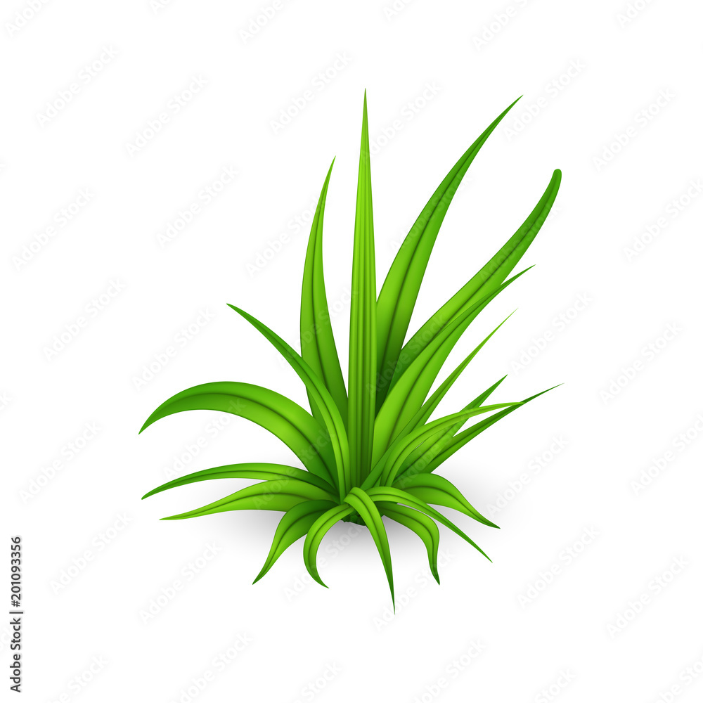 Fototapeta premium Small bunch of green grass isolated on white background