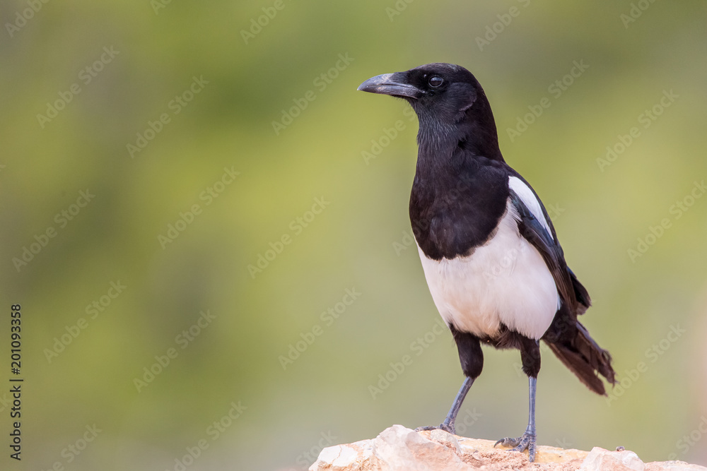 detailed portrait of a common magpie (Pica pica) perched on a rock with green background detailed portrait of a common magpie (Pica pica) perched on a rock with green background