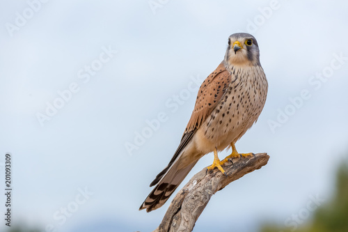 portrait of a common kestrel (Falco tinnunculus) perched on a log with blue background photo