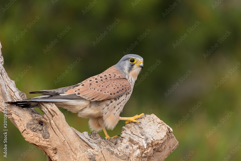 portrait of a common kestrel (Falco tinnunculus) perched on a trunk and green background portrait of a common kestrel (Falco tinnunculus) perched on a trunk and green background