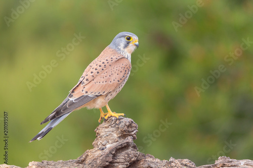 portrait of a common kestrel (Falco tinnunculus) perched on a trunk and green background