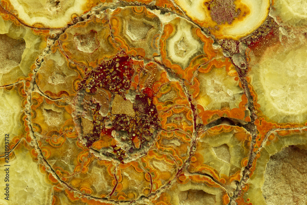 Great ammonite shell viewed in section, revealing the internal chambers ...