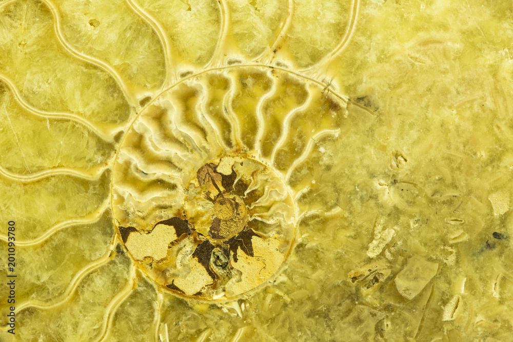 Great ammonite shell viewed in section, revealing the internal chambers ...
