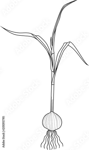 Coloring page. Sprouted garlic bulb on white background