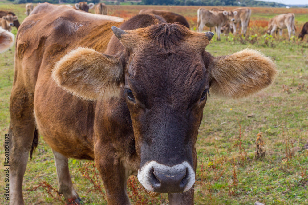 Young cow portrait on the field in Ukraine. Farm grazing.