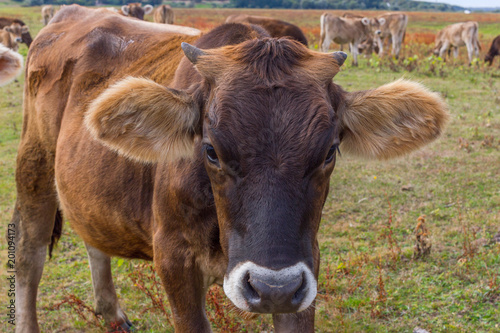 Young cow portrait on the field in Ukraine. Farm grazing.