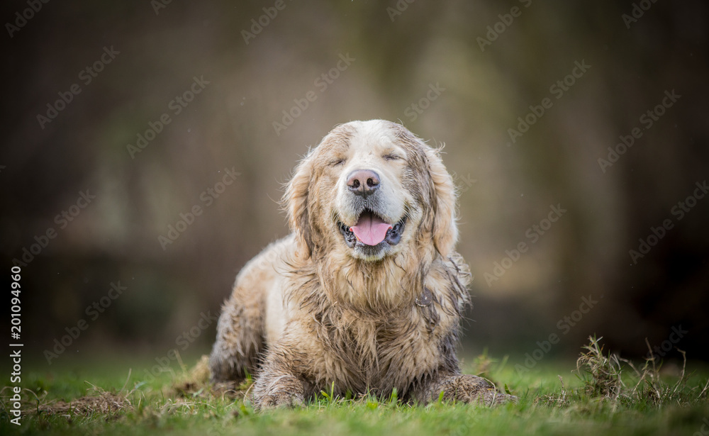 custom made wallpaper toronto digitalThe dirty Retriever