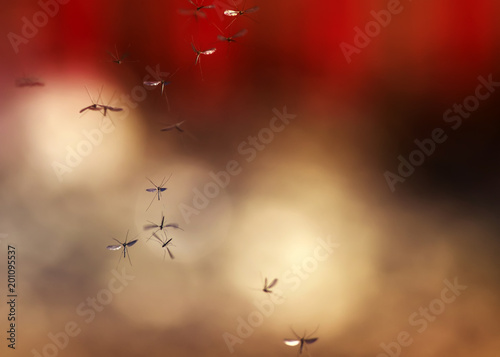 a flock of small harmful and dangerous mosquitoes flying in the air against a bright sky with a red sunset © nataba