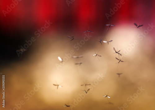 a flock of buzzing harmful and dangerous mosquitoes flying in the air against...