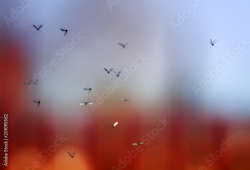 a flock of buzzing harmful and dangerous mosquitoes flying in the air against...