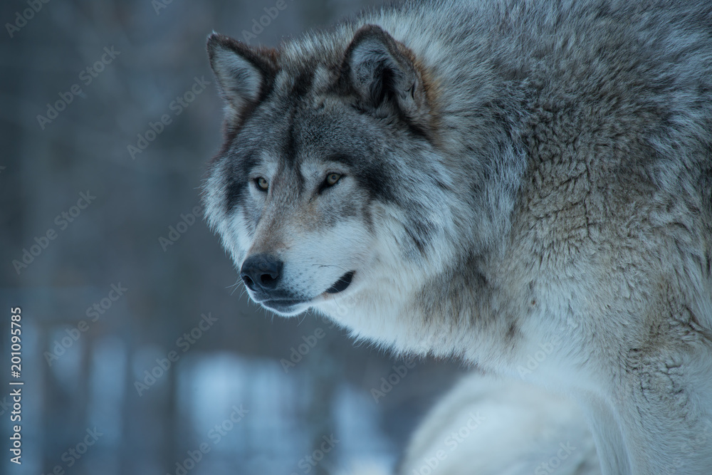 Obraz premium Timber Wolf, Quebec