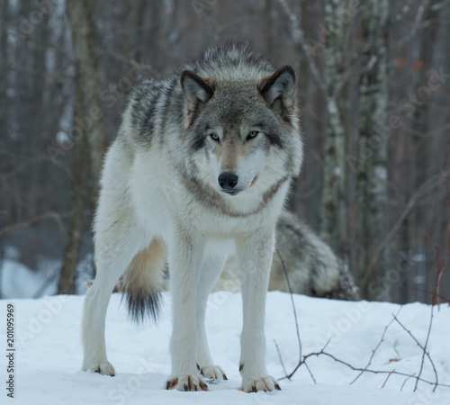 Timber Wolf, Quebec © ryan
