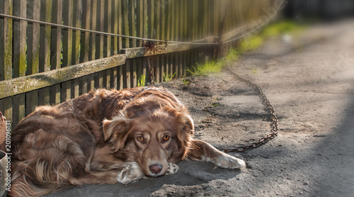 Portrait of cute chained brown or red dog lying or resting on old village yard with wooden fence