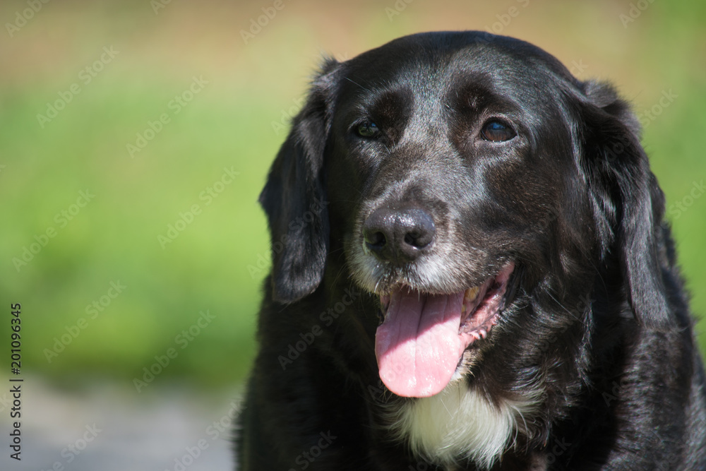 Happy dog