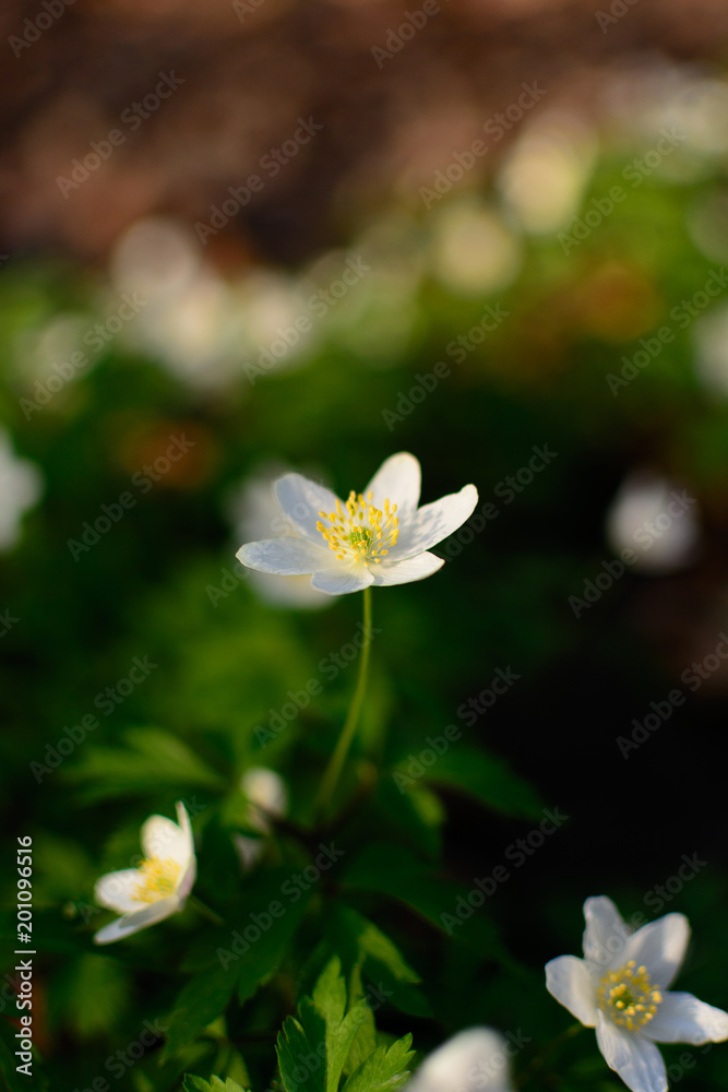 Spring wild flowers - wood anemone, windflower (Anemone nemorosa) in the forest Spring wild flowers - wood anemone, windflower (Anemone nemorosa) in the forest