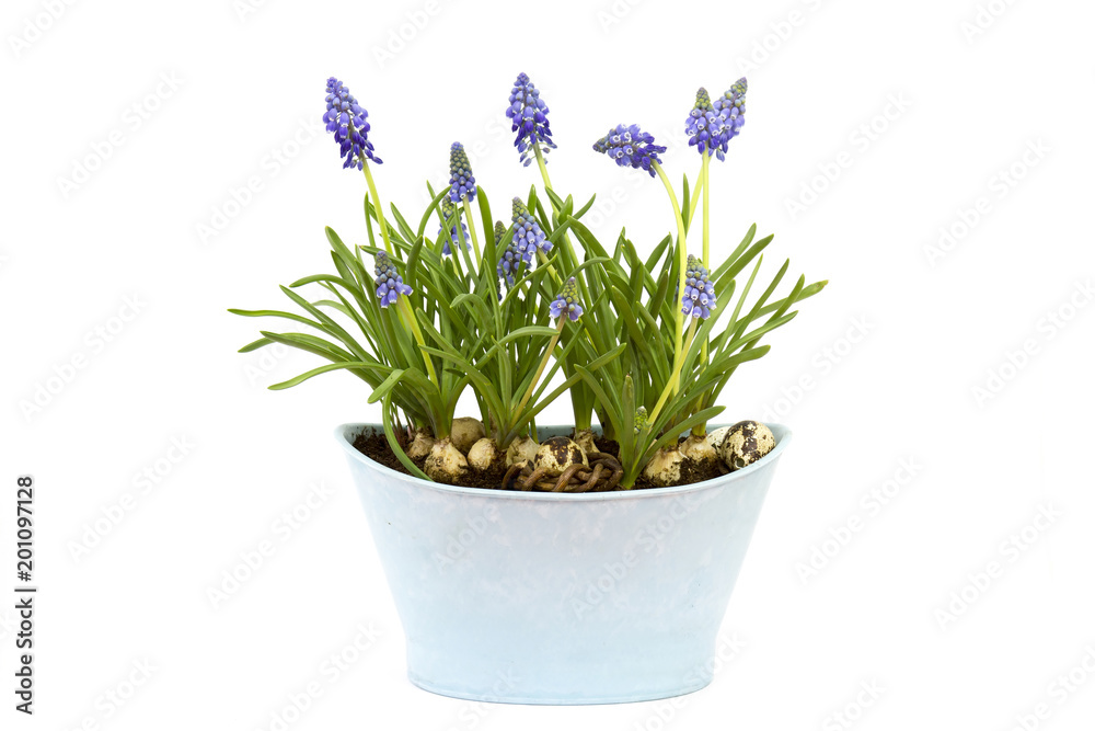 flowering common grape hyacinths in a flower pot