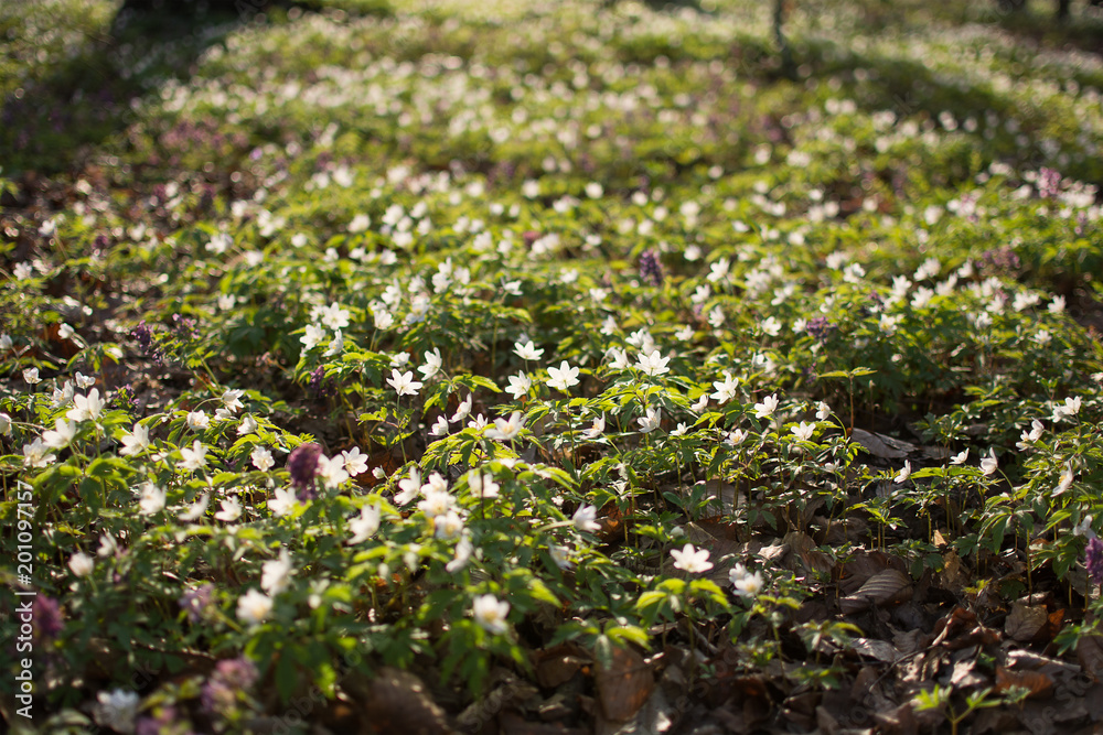Spring wild flowers - wood anemone, windflower (Anemone nemorosa) in the forest