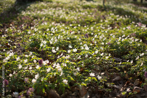 Obraz na płótnie Spring wild flowers - wood anemone, windflower (Anemone nemorosa) in the forest w salonie