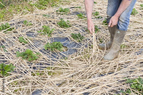 Young Strawberry Plants growing on a bed of straw mulch photo