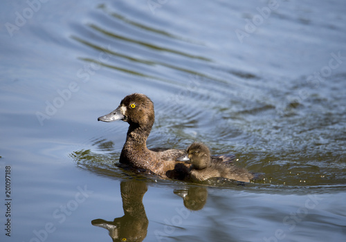 Tufted duck in a pond