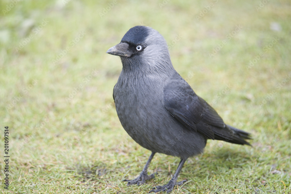 Western jackdaw a smart bird 