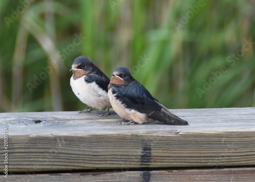 Swallows chicks on a jetty photo