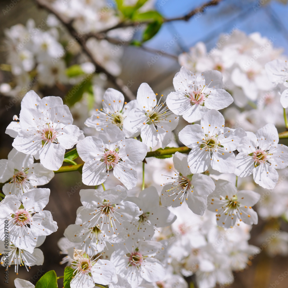 Spring flowers. Beautifully blossoming tree branch. Spring flowers. Beautifully blossoming tree branch.
