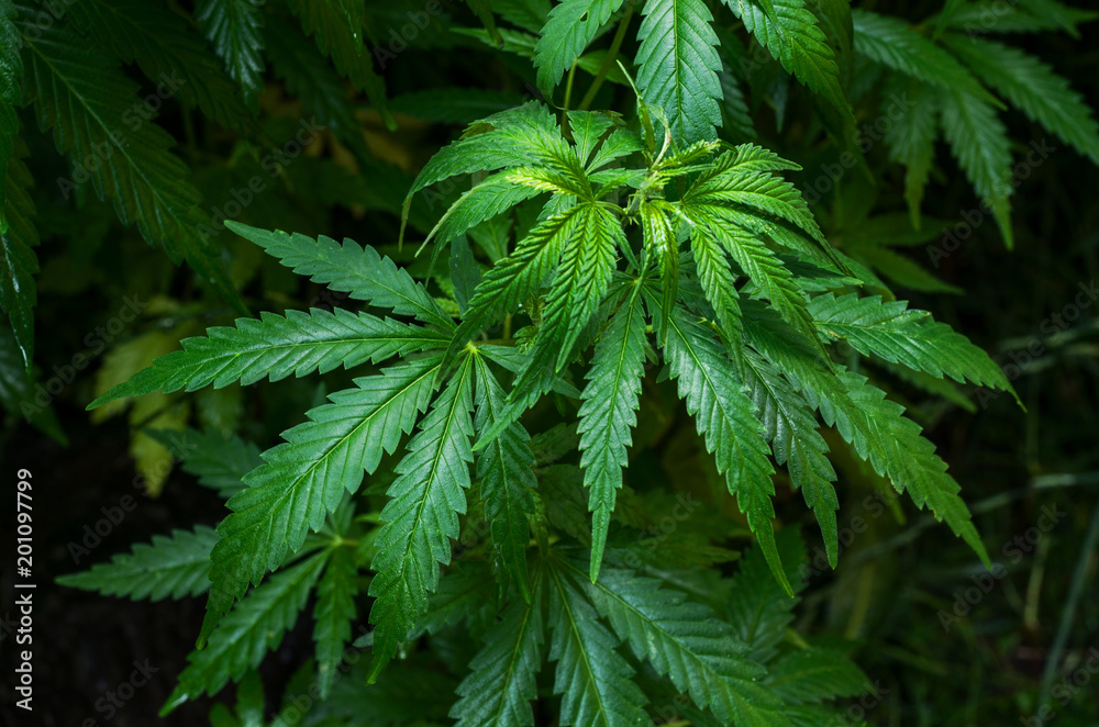 Thickets plant of marijuana on a dark background. Selective focus. Thickets plant of marijuana on a dark background. Selective focus.