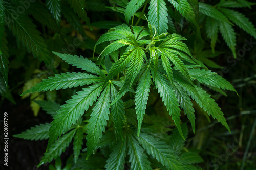 Fototapeta Naklejka Na Ścianę i Meble -  Thickets plant of marijuana on a dark background. Selective focus.