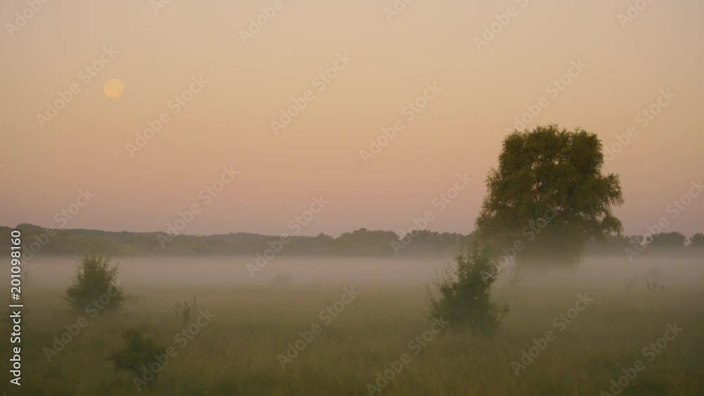 dawn on a misty summer morning in a meadow, moonset. dawn on a misty summer morning in a meadow, moonset.