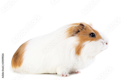 Guinea pig isolated on white background