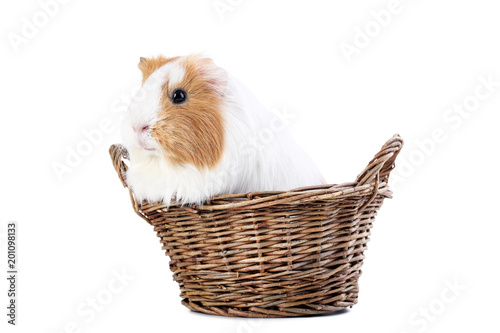 Guinea pig in basket isolated on white background