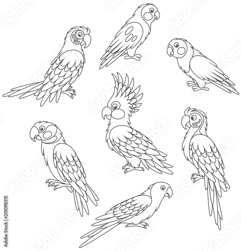 Collection of amusing tropical parrots, black and white vector illustrations in a cartoon style for a coloring book
