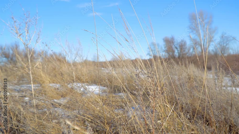 Dry grass on blue sky background in early spring Dry grass on blue sky background in early spring