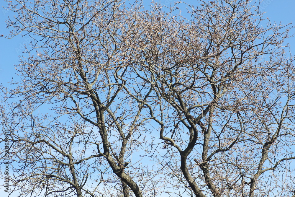 trees trees