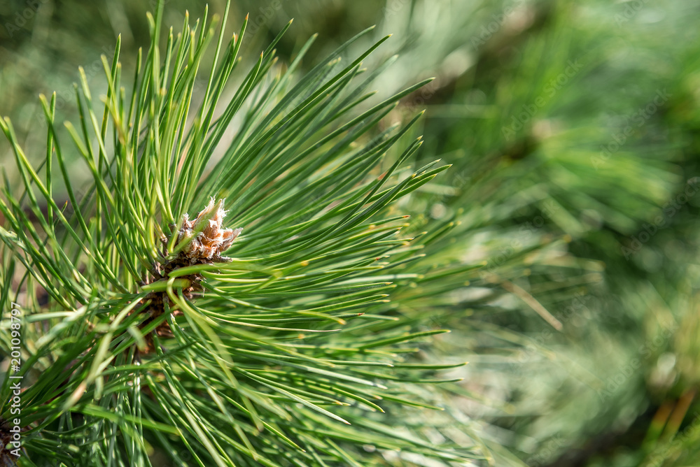 Green branch of coniferous tree. Tree needles Green branch of coniferous tree. Tree needles