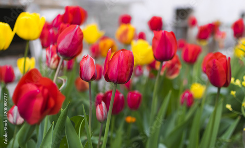 Lot of red and yellow tulips in garden © rastkobelic