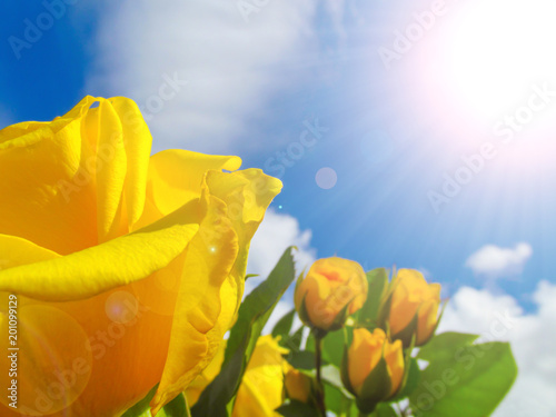 Yellow roses on blue sky background. 
Bright colored close-up view of natural fresh garden flowers on a summer sunny day lit by sun rays.