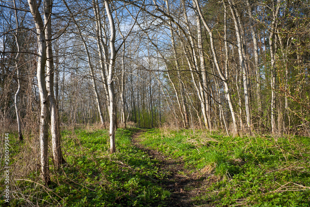 Naklejka premium Wiosna w lesie