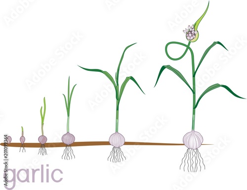 Garlic life cycle. Consecutive stages of growth from bulbil to flowering garlic plant. Plants showing root structure below ground level on vegetable patch
