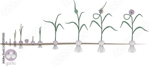 Garlic life cycle. Consecutive stages of growth from bulbil to flowering garlic plant. Plants showing root structure below ground level on vegetable patch