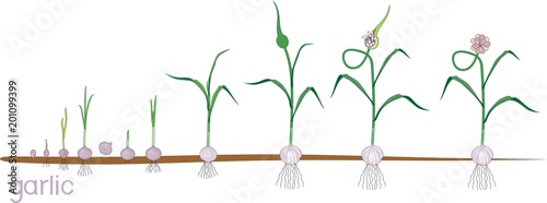 Garlic life cycle. Consecutive stages of growth from bulbil to flowering garlic plant. Plants showing root structure below ground level on vegetable patch
