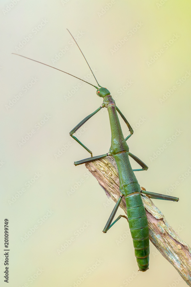 walking stick - periphetes forcipatus walking stick - periphetes forcipatus