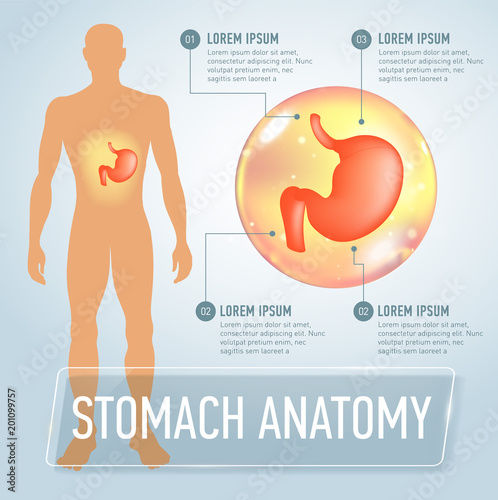 Vector stomach infographics banner illustration
