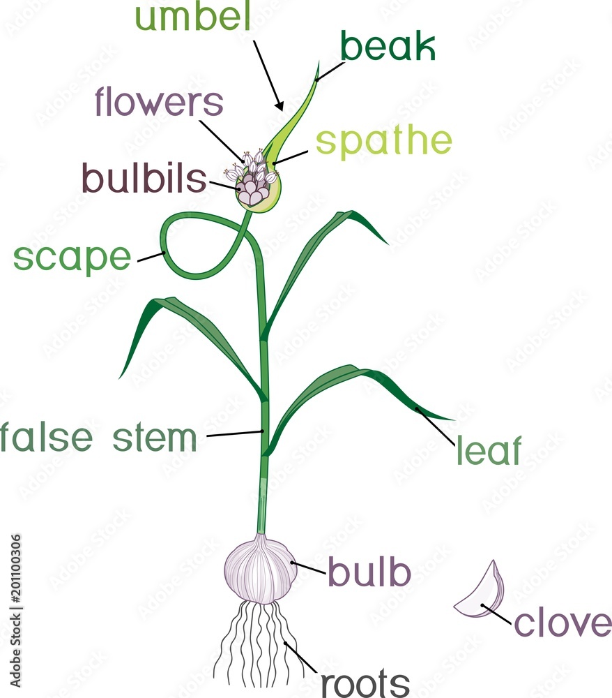 Parts of garlic plant. Morphology of plant with titles Stock Vector