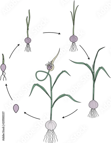 Life cycle of garlic plant. Growth stages from bulbil to flowering plant